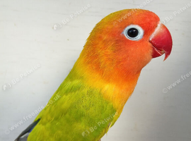 dilute, split opaline Fischers Lovebird