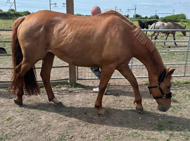 Warm blood mare
