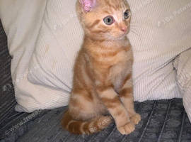 bengal mixed ginger kitten !!!!