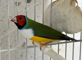 Gouldian Finches for sale