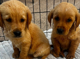 Labour puppys