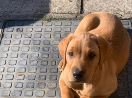 Fox red Labrador retriever puppy