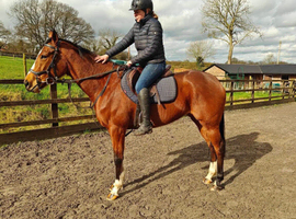 Tb ex race mare