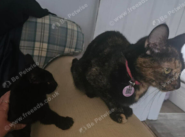 Female cat needs new home