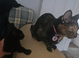 2 female cats &pound;50