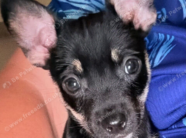 9 week old jack russell cross Chihuahua