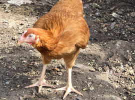 Point of lay hens available