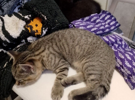 2 kittens for sale