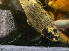 Ghost carp n goldfish