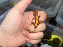 Young crested gecko ready to leave end of this year!