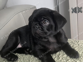KC reg black pug puppies 2 girls left