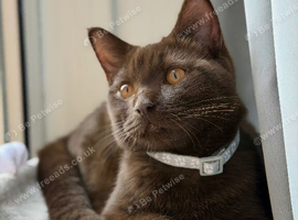 Brown male kitten ready to go