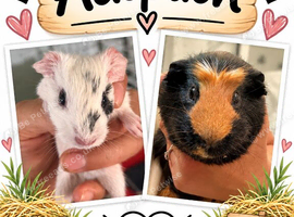 guinea pig boars for adoption