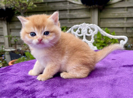 Fully Vaccinated Golden Female Kitten