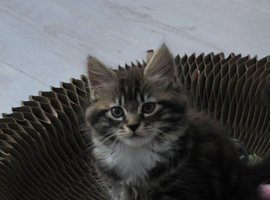 9 week old kitten