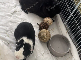 Bonded male pair