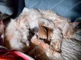 TICA Reg Maine Coon Kittens. Cream Smoke. ACTIVE.