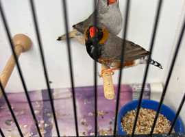 Triple black zebra finches
