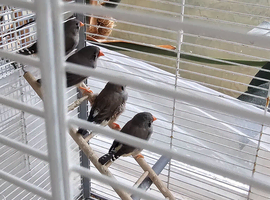 Zebra finches
