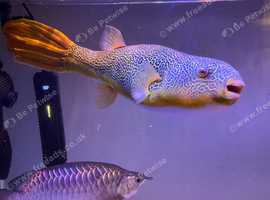 2.7ft Long MBU Puffer For Sale
