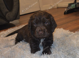 Beautiful little girl cocker