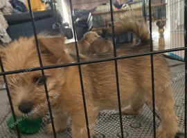 3 Pure-bred Male Puppies for sale