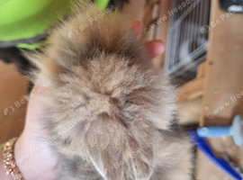 Harlequin lionhead babies