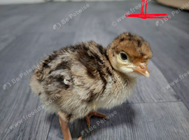 ☆ Guineafowl and turkey chicks ☆
