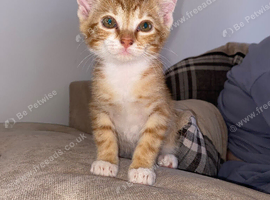 Ginger boy kitten