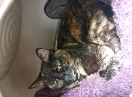 2 females cats looking for their foreverhome