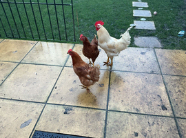 Hatching eggs