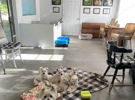 11 weeks old Westie Puppies