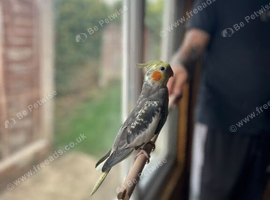 3 lovely cockatiel babys for sale