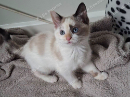 Beautiful female kitten