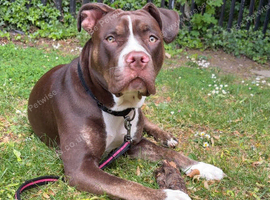 Staffy cross 11 months old looking for forever home.