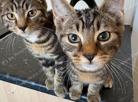 Kittens wanting homes ASAP
