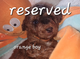 Beautiful cockerpoos only 1 girl available