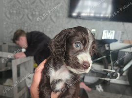 Beautiful F1b Cockapoo Puppies