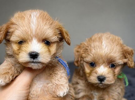 Asian Type Maltipoo boys