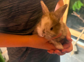 Mini lops