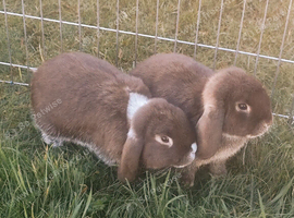 Last Pure Breed Mini Lops Chocolate Otters