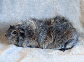 Silver Agouti Abyssinian Boar