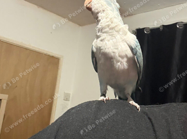 Zazu