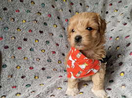 Gorgeous tiny maltipoo puppies