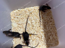 Hairless Mice mix