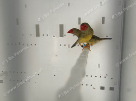 Star finches