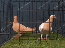 Muleman chicks