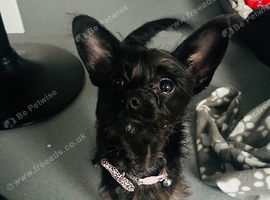Chihuahua mix miniature poodle
