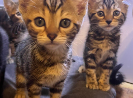 1 Male kitten remaining, half Bengal