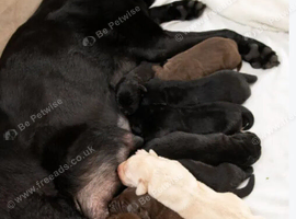 Chocolate Labrador puppy
